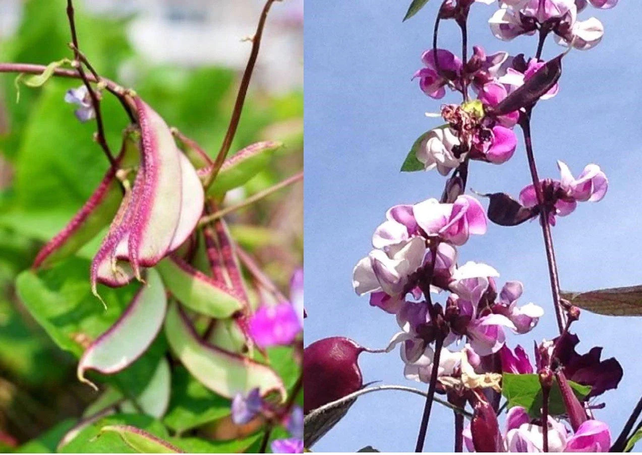 Hyacinth Bean Vine Seeds - Asian Purple Bataw Dolichos Lablab Edible Climbing Vine for Garden, Trellis, Fence