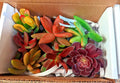 Succulent Cuttings 12 pcs Mix of Red Pink Orange Varieties - 6 Species for Indoor Garden