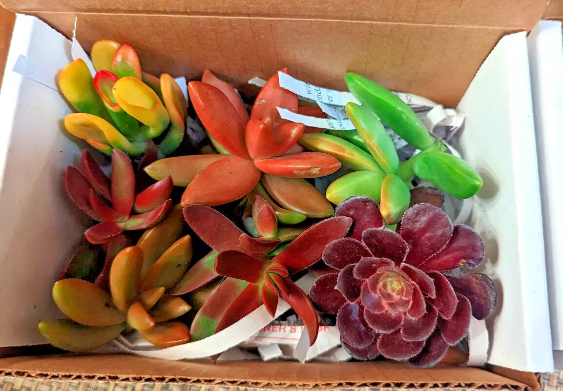 Succulent Cuttings 12 pcs Mix of Red Pink Orange Varieties - 6 Species for Indoor Garden