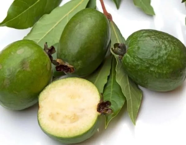 Pineapple Guava Seeds - 30 Pack, Tropical Fruit, Acca sellowiana, Compact Shrub for Garden Planting