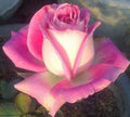 White Pink Rose Seeds - Perennial Bush Flower Seeds for Garden, Rosa spp., 10 Pack