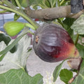 Petite Negri Fig Cuttings - Dwarf Ficus carica 'Negri' for Container Gardening, Zone 8-10, 2 Cuttings