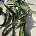 Dragon Fruit Cuttings Box – 8-14 Inches Long, Colorful Varieties, Hylocereus spp.