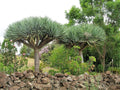 Dragon Blood Tree Seeds - Dracaena Draco - Rare Tropical Plant Seeds for Indoor & Outdoor Gardening