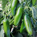 Jalapeno Hot Pepper Seeds - Heirloom Non-GMO Capsicum annuum for Medium Spicy Peppers, Garden or Container Growing