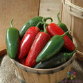 Jalapeno M Hot Pepper Seeds, Capsicum annuum, Non-GMO, for Garden Planting, Spicy Peppers, USA Grown