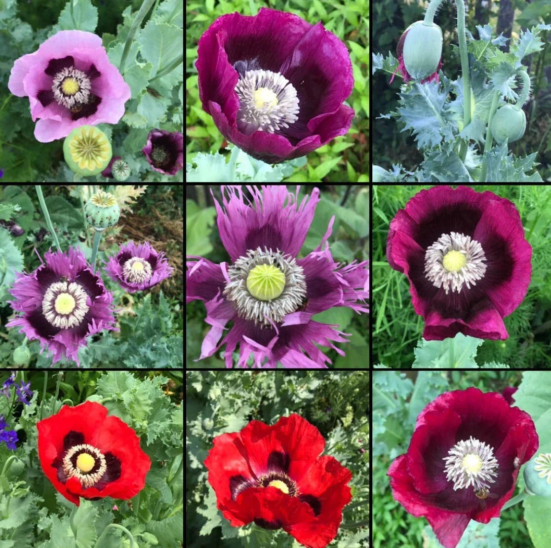Non-GMO Poppy Seeds Breadseed Mixed Colors for Baking - Papaver somniferum, 1000 Seeds for Gardening and Culinary Use