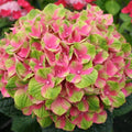 Amethyst Hydrangea Seeds - 5 Perennial Garden Shrubs for Borders & Containers - Hydrangea macrophylla, Purple Flowers