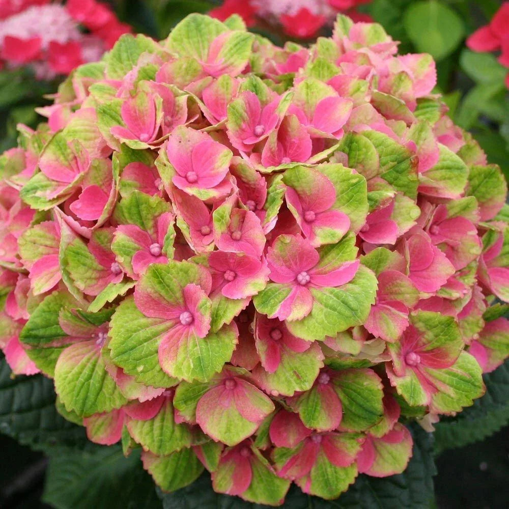 Amethyst Hydrangea Seeds - 5 Perennial Garden Shrubs for Borders & Containers - Hydrangea macrophylla, Purple Flowers