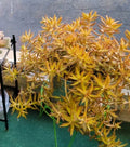 Coppertone Stonecrop Succulent Cuttings - 6 Sedum Adolphi Plants with Vibrant Yellow-Orange Foliage for Indoor & Outdoor Gardening