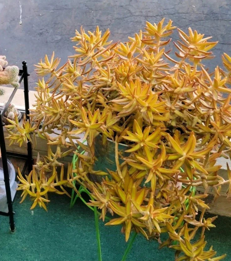 Coppertone Stonecrop Succulent Cuttings - 6 Sedum Adolphi Plants with Vibrant Yellow-Orange Foliage for Indoor & Outdoor Gardening