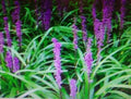 Liriope Plant Bare Root Starter 4"-6" Monkey Grass Lilyturf Live Ground Cover