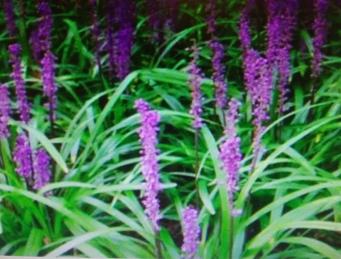 Liriope Plant Bare Root Starter 4"-6" Monkey Grass Lilyturf Live Ground Cover