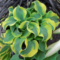 Hosta 'School Mouse' Miniature Perennial Plant in 5.25" Pot for Shade Gardens