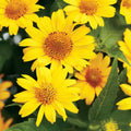 Heliopsis helianthoides Seeds - Perennial False Sunflower Seeds - Bright Yellow Blooms - Easy-to-Grow Garden Plant - 55 Pack