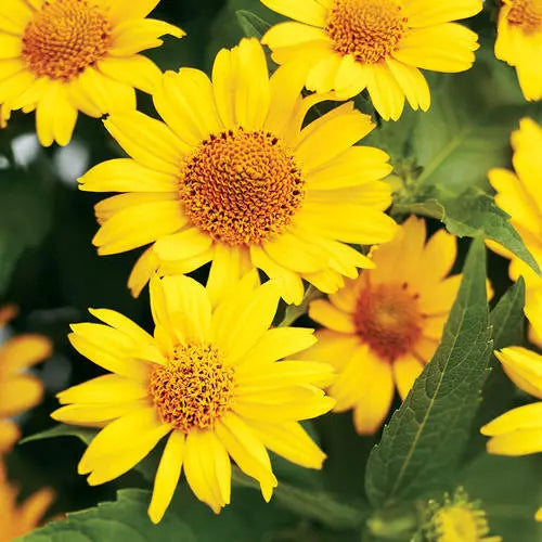 Heliopsis helianthoides Seeds - Perennial False Sunflower Seeds - Bright Yellow Blooms - Easy-to-Grow Garden Plant - 55 Pack