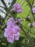 Fresh Cut Purple Double Rose of Sharon Flowers - Hibiscus syriacus - 5 Stems for Garden, Landscape, Hedges