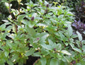 Cinnamon Basil Seeds - 3,200 Heirloom Culinary Herb Seeds - Spicy Aroma, Ocimum basilicum 'Cinnamon'