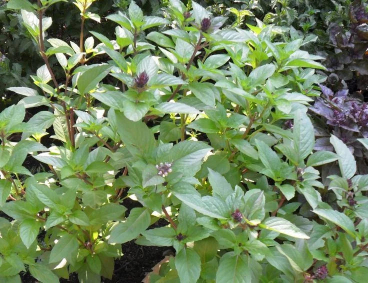 Cinnamon Basil Seeds - 3,200 Heirloom Culinary Herb Seeds - Spicy Aroma, Ocimum basilicum 'Cinnamon'