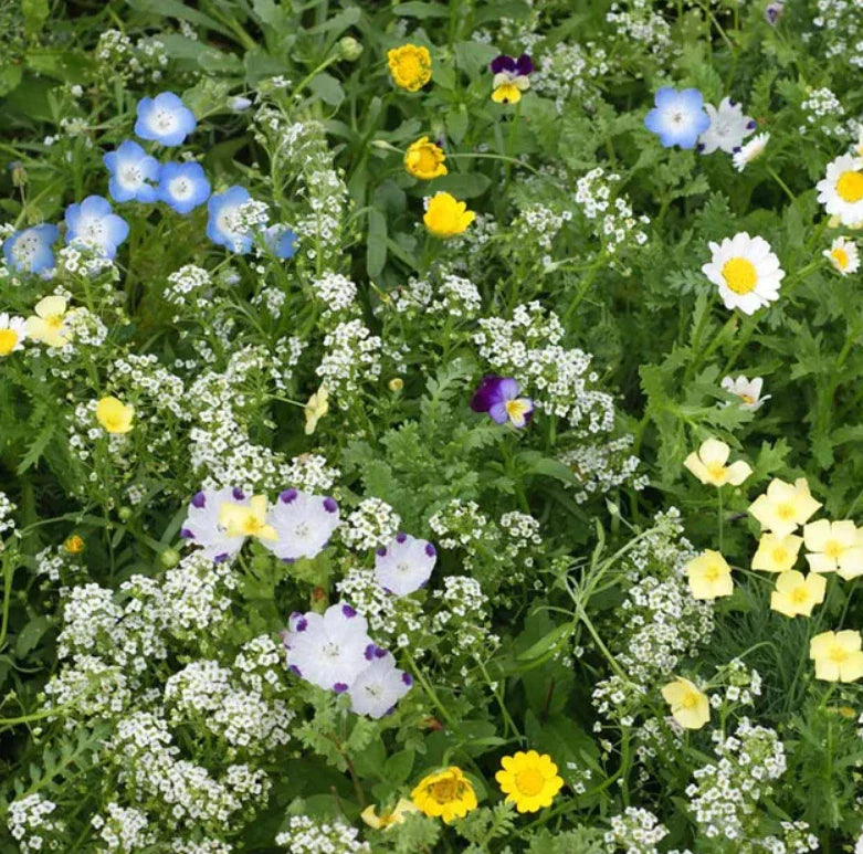 Landscaper's Pack Alternative Lawn Mix, 6g, 13 Non-GMO Species, Eco-Friendly Seed Blend for Lush Green Lawns