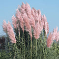 Pink Pampas Grass Seeds - Organic Perennial Seeds for Landscaping - Cortaderia selloana - USA Grown