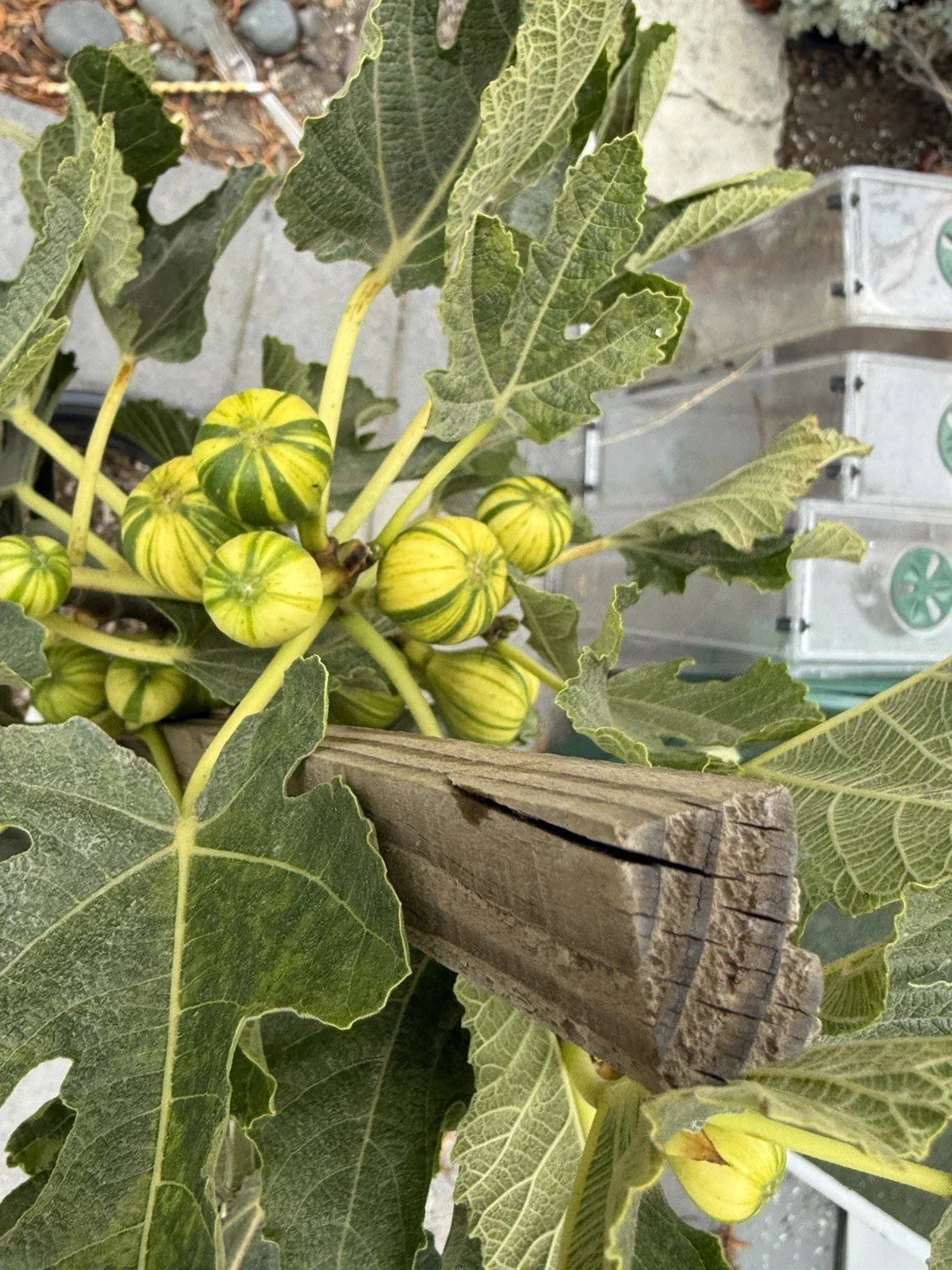 Panache Fig Live Plant - 5 Gallon Ficus carica 'Panache' Fruit-Bearing Tree for Garden or Patio