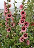 Dark Pink Hollyhock Seeds - Perennial Flower Seeds for Borders & Gardens - Alcea rosea - 25 Seeds