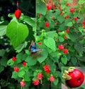 Turk's Cap Seeds - 10+ Malvaviscus arboreus Sleepy Mallow Wax Mallow Flowering Plant Seeds