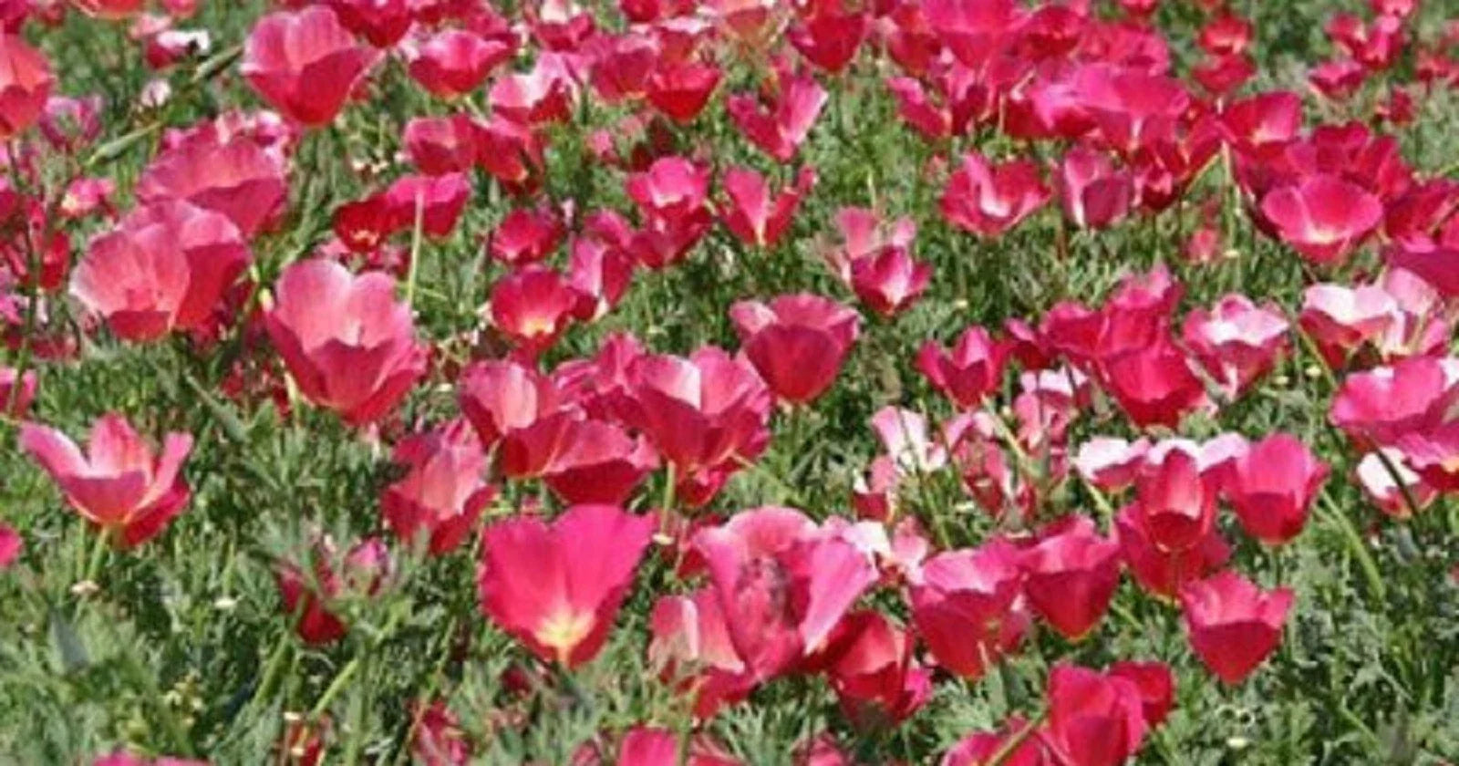 California Poppy Seeds 200 Non-GMO Carmine King Eschscholzia californica Flower Seeds for Pollinator Gardens
