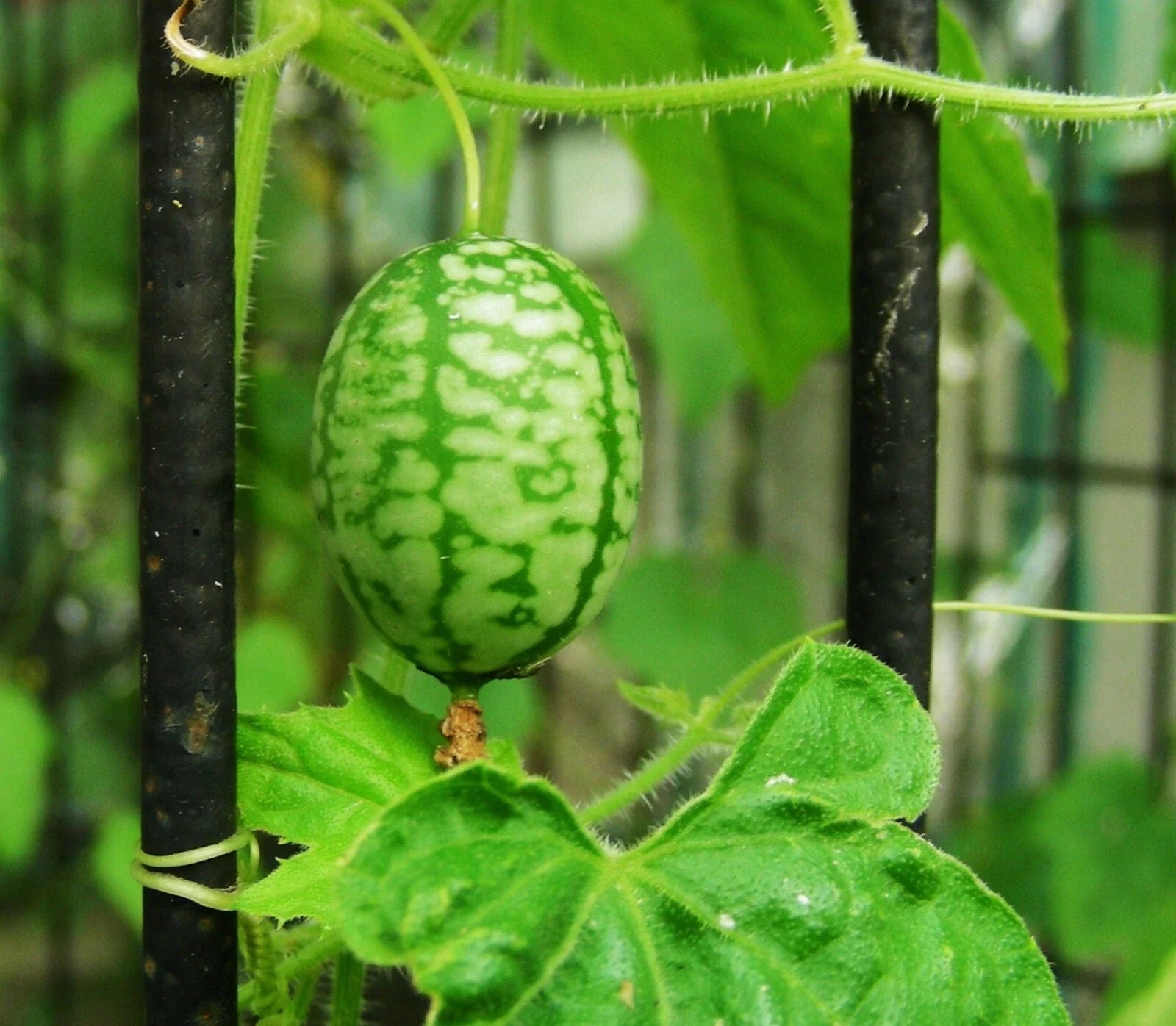 Mouse Melon Seeds - Organic Mexican Sour Gherkin Cucumber for Container Gardening - Melothria scabra, Grape-sized, Vining, 20+ Seeds