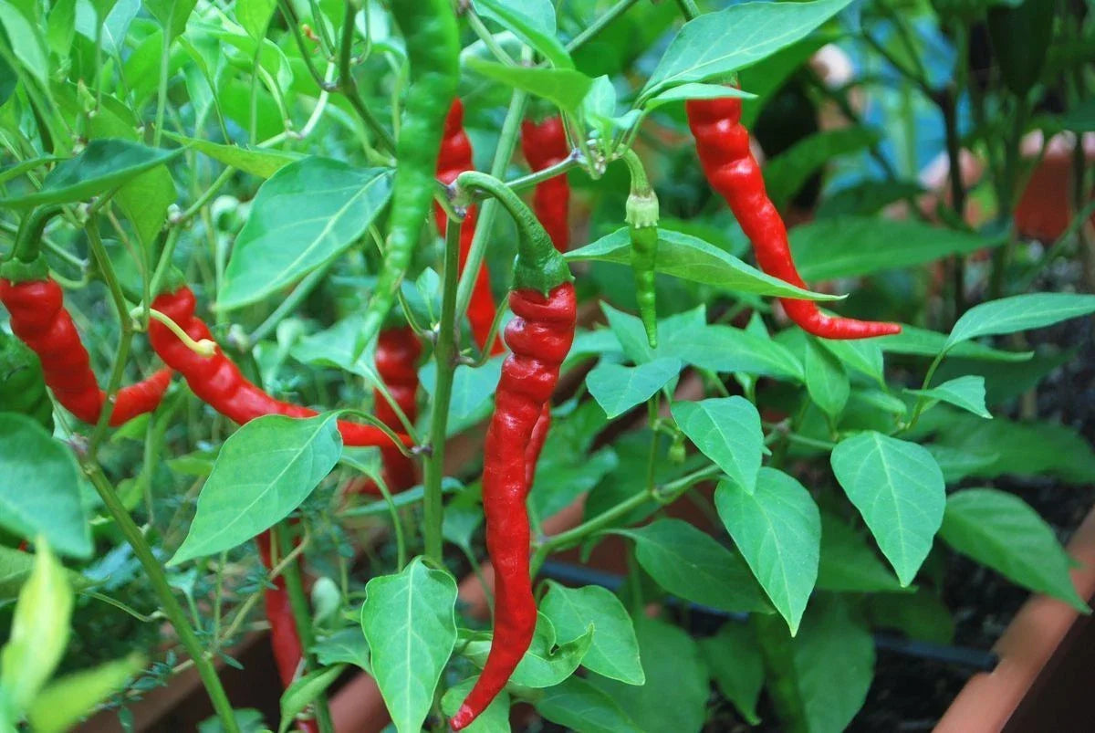 Cayenne Long Red Thin Pepper Seeds, Non-GMO, Heirloom, Capsicum annuum, Culinary Hot Peppers for Gardening