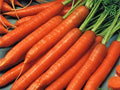 Scarlet Nantes Carrot Seeds - 20,000 Non-GMO Heirloom Daucus carota, Sweet & Crispy, Full Sun, Easy to Grow, Vegetable Seeds