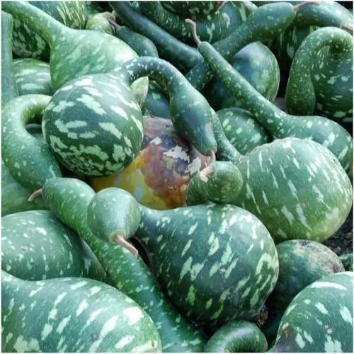 Speckled Swan Gourd Seeds 5 Ct Bottle Non-GMO Lagenaria siceraria for Decorative Gardening & Crafts