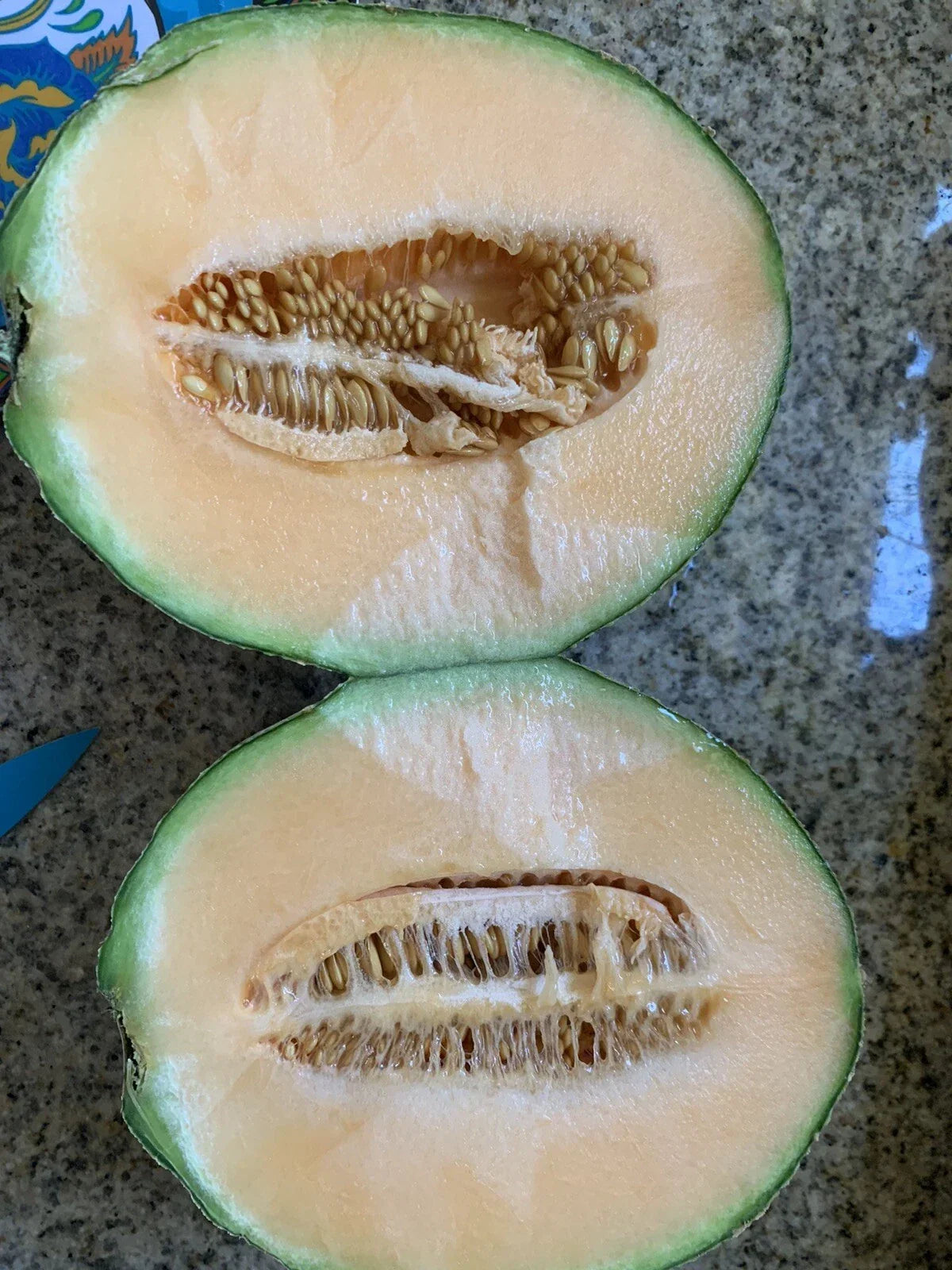Cantaloupe Melon Seeds - 25 Pack, Sweet Juicy Variety, Easy to Grow, Cucumis melo, Home Garden, Non-GMO