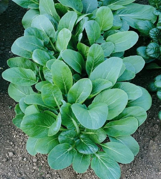 Tatsoi Black Night Seeds 500g – Asian Mustard Microgreens, Brassica rapa var. narinosa, Nutrient-Rich, Easy to Grow, Non-GMO