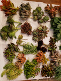 Succulent Cuttings Set - 60 X-Large Varietals for Gardening & Decor - Indoor Outdoor Plants - Low Maintenance Succulents
