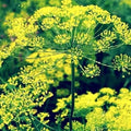 Bouquet Dill Seeds - Non-GMO Heirloom Anethum graveolens for Culinary Use, Fresh Herb, Garden or Container Plant