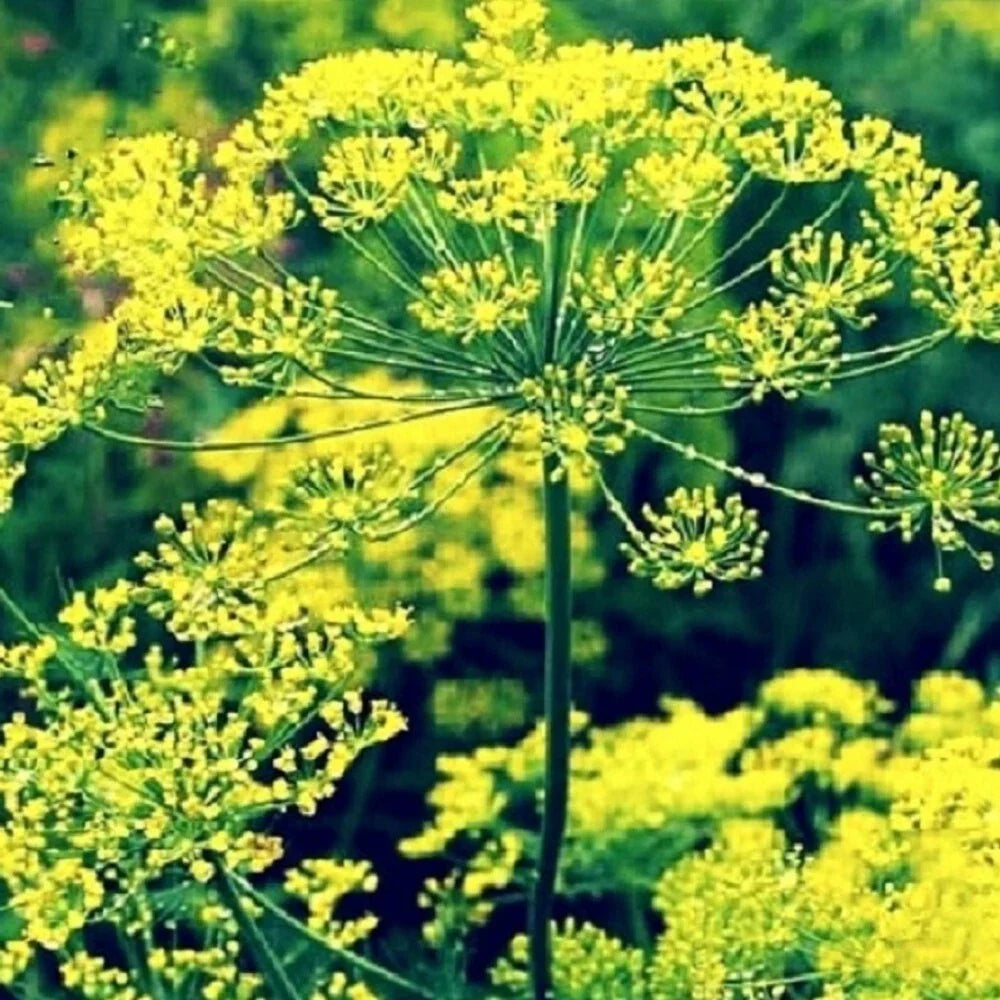 Bouquet Dill Seeds - Non-GMO Heirloom Anethum graveolens for Culinary Use, Fresh Herb, Garden or Container Plant
