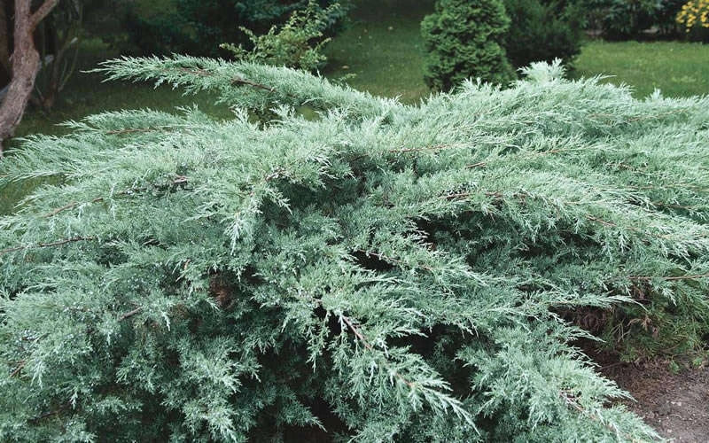 Juniper Hedge Plant Cuttings Set of 12+ | Evergreen Privacy Screen | Juniperus spp. | Unrooted Landscaping Plants