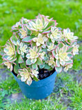 Aeonium 'Kiwi' Variegated Succulent Cutting - Rare Live Indoor Plant for Garden & Terrarium