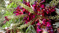 Red Wisteria Seeds - Perennial Climbing Vine for Gardens & Trellises - Wisteria floribunda - 5 Seeds