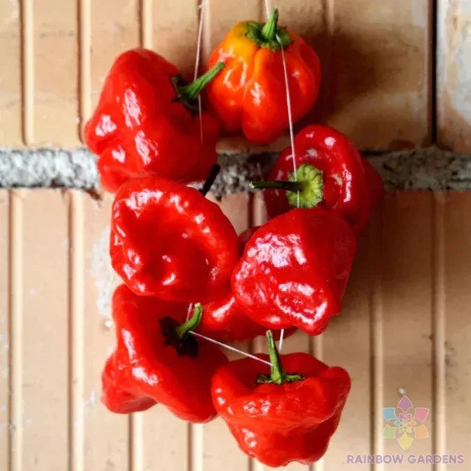 Jamaica Hot Red Pepper Seeds – 25+ Pack, Capsicum chinense, Spicy Chili for Garden or Container Planting, USA Grown