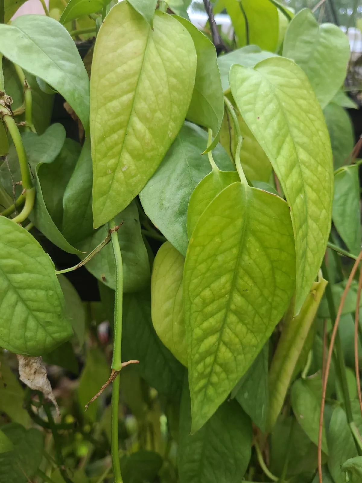 Cebu Blue Pothos Cutting 4 Nodes Unrooted Epipremnum Pinnatum Houseplant Propagation