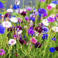 Cornflower Seeds 250+ Count Tall Mix | Bachelor Button Flowers | Centaurea cyanus | Vibrant Blue Pink White | Easy to Grow