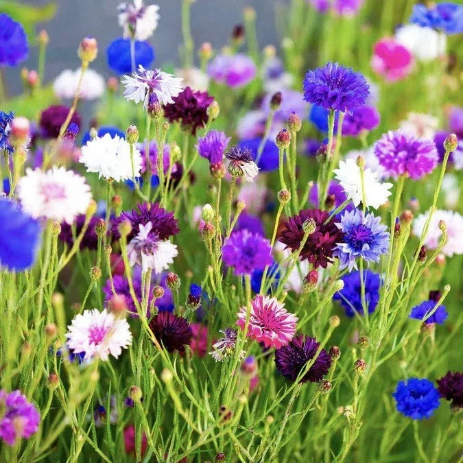 Cornflower Seeds 250+ Count Tall Mix | Bachelor Button Flowers | Centaurea cyanus | Vibrant Blue Pink White | Easy to Grow