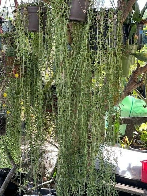 String of Bananas Cuttings 20 Pack - Senecio Radicans Trailing Succulent Plants