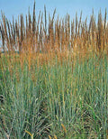Indian Grass Seeds - Perennial Ornamental Seeds 133 Pack - Sorghastrum nutans for Gardens & Landscaping
