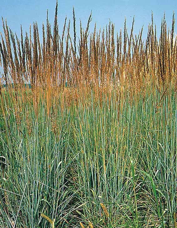Indian Grass Seeds - Perennial Ornamental Seeds 133 Pack - Sorghastrum nutans for Gardens & Landscaping