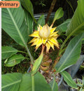 Chinese Dwarf Yellow Banana Live Starter Plant - Musella Lasiocarpa, Tropical Indoor Garden, Dwarf Variety