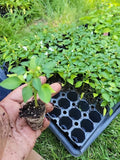 Fresh Ornamental Pepper Plant - Rainbow Colors, Capsicum annuum, Live Indoor or Garden Plant, Easy to Grow